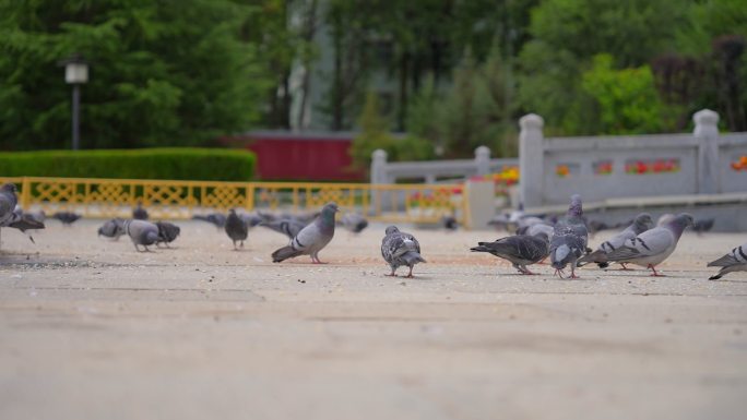 小孩喂鸽子广场鸽子起飞布达拉宫鸽子
