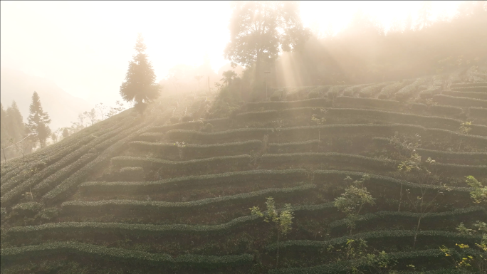 高山茶园云雾缭绕原生态茶山
