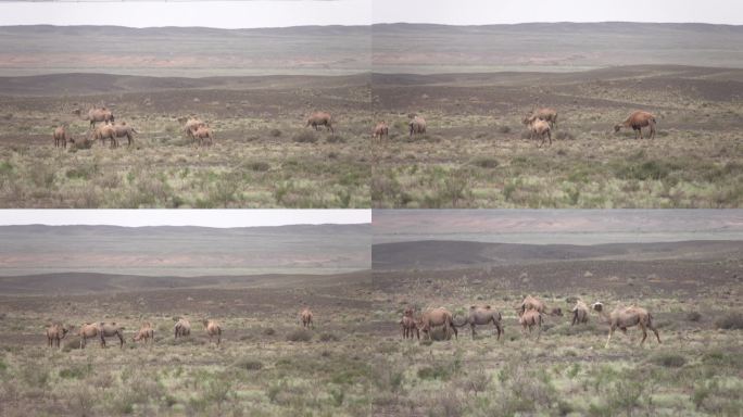 新疆行-中蒙边境实拍野骆驼