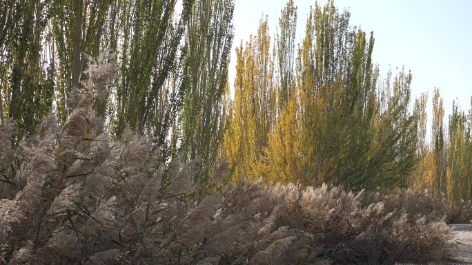 新疆秋天 白杨树 芦苇 金黄