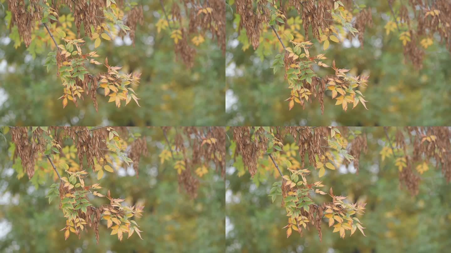 一叶知秋，在风中摇曳的树叶！