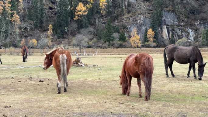 秋天的高原草坪上马儿悠闲自在的觅食 吃草