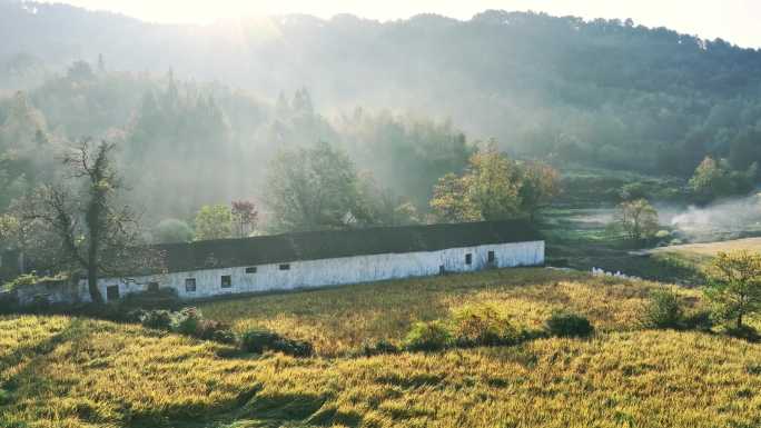 4K黟县稻田秋景日出丁达尔光