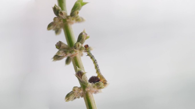 昆虫园：甲虫与毛毛虫