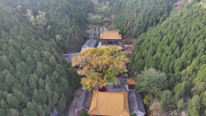 济南淌豆寺千年银杏