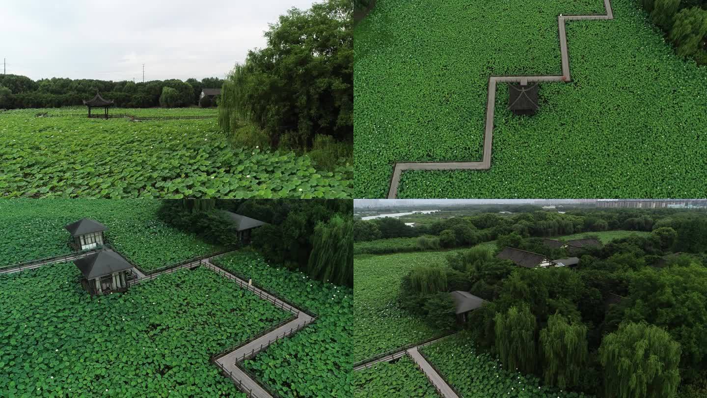 荷花池 凉亭 绿色美景 荷花亭 意境