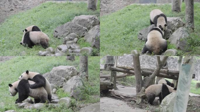 成都熊猫乐园大熊猫