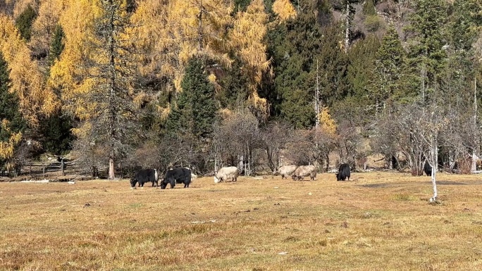 秋天高原草坪上一群牦牛自在觅食 吃草