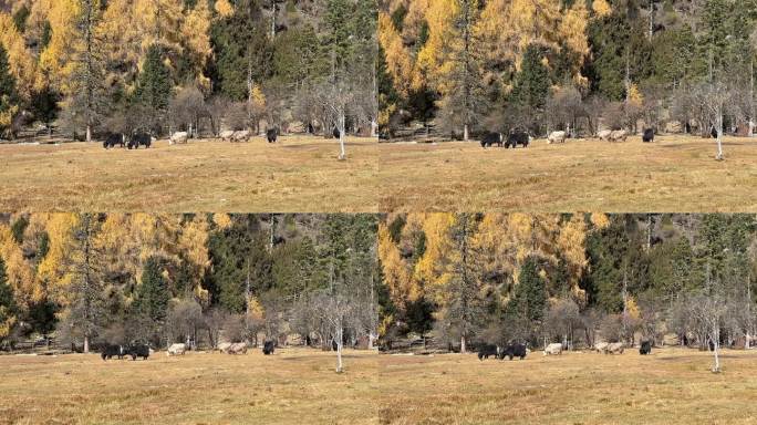 秋天高原草坪上一群牦牛自在觅食 吃草