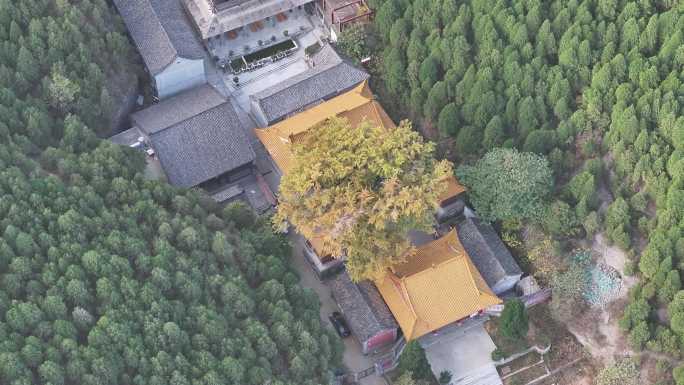 济南淌豆寺千年银杏