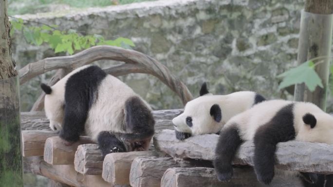 成都熊猫乐园大熊猫