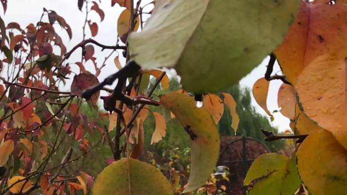 绿都 果树 树杈 彩色 树叶 背景