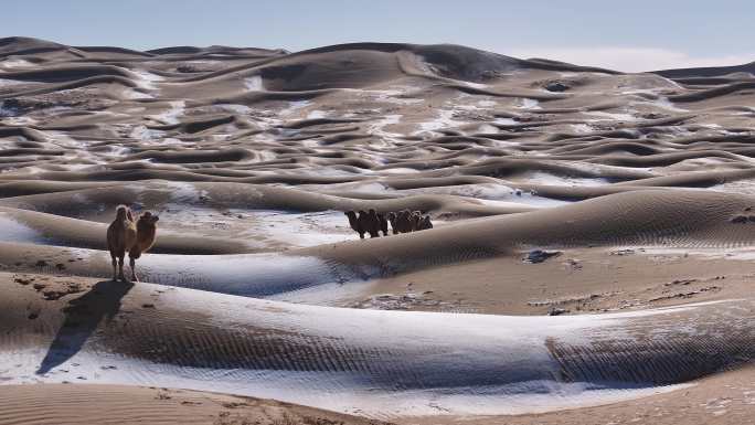 骆驼 沙漠 冬季 雪景 航拍