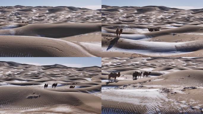 骆驼 沙漠 冬季 雪景 航拍