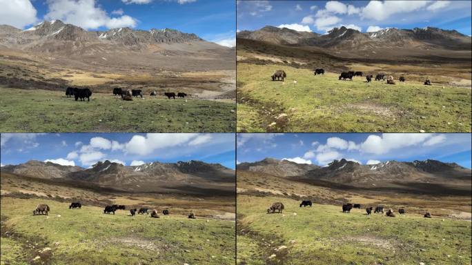 高原地区雪山草地牦牛群正在觅食吃草