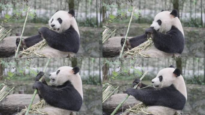 成都熊猫乐园大熊猫
