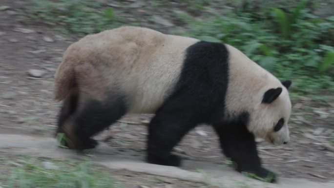 成都熊猫乐园大熊猫