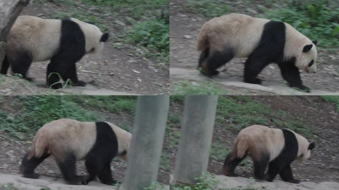 成都熊猫乐园大熊猫