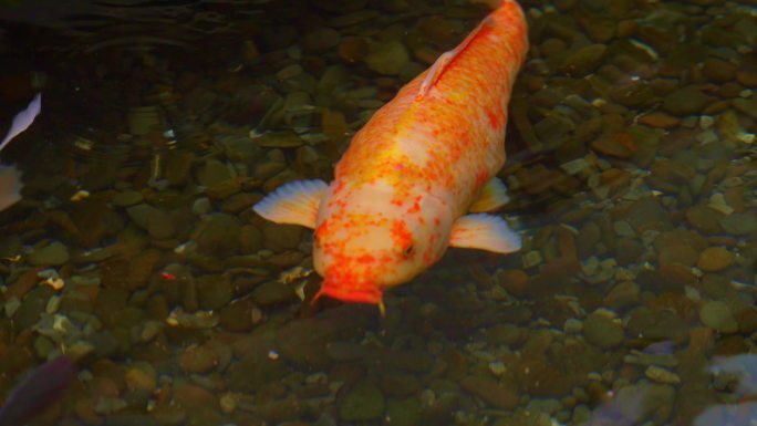 锦鲤 金鱼 鱼池中游动的金鱼