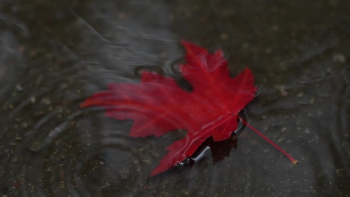 秋雨写意镜头