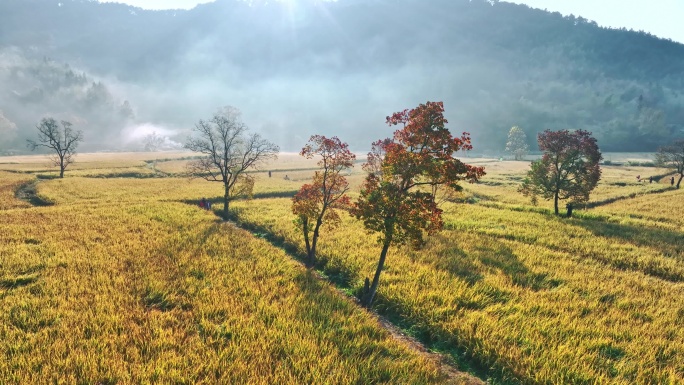 4K黟县稻田秋景日出丁达尔光