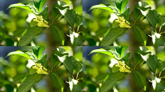 晴朗天气里的桂花树，桂花盛开满枝头空镜