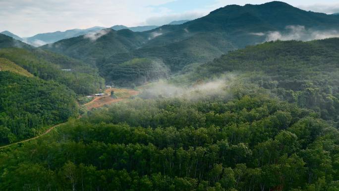 云南普洱山区橡胶林