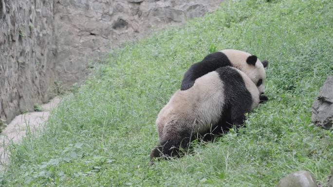 成都熊猫乐园大熊猫