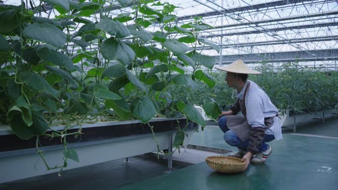 农民在黄瓜种植基地采摘黄瓜