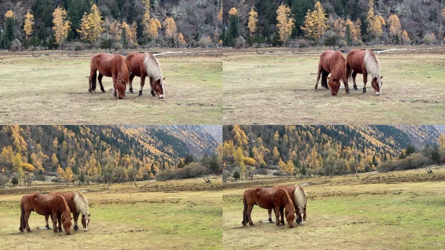 秋天的高原草坪上两只马在悠闲的觅食吃草