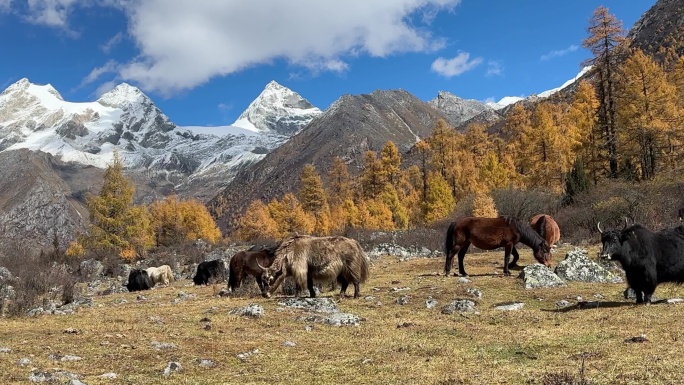 雪山下的草坪上一群牦牛和马正在觅食 吃草