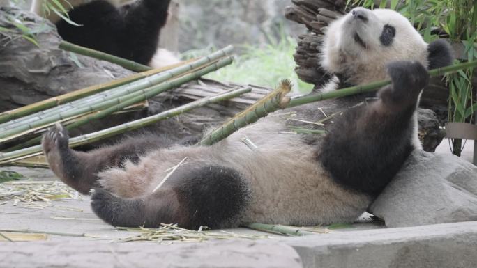 成都熊猫乐园大熊猫