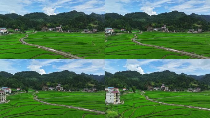 4K延时思旸新安村杂稻制种基地5秒