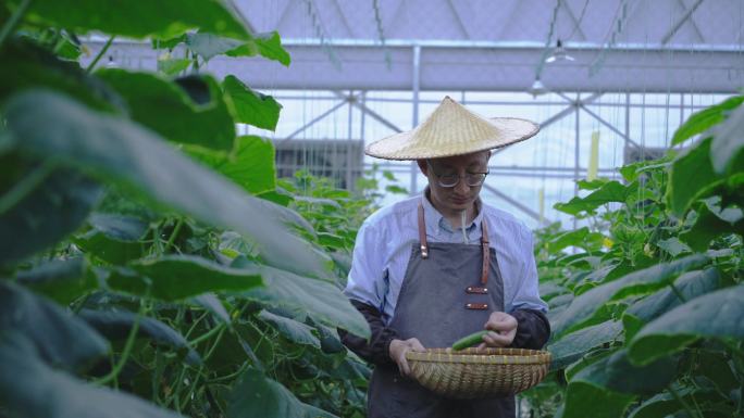 农民在黄瓜种植基地采摘黄瓜