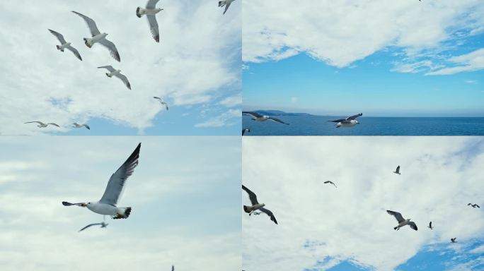 【原创4K】海鸥蓝天白云大海