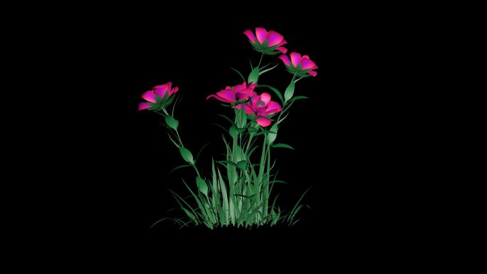 植物花的生长，带透明通道，三维渲染