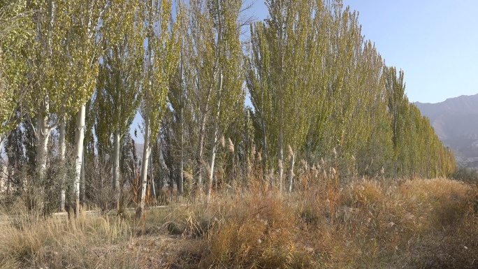 新疆秋天 白杨树 芦苇 金黄