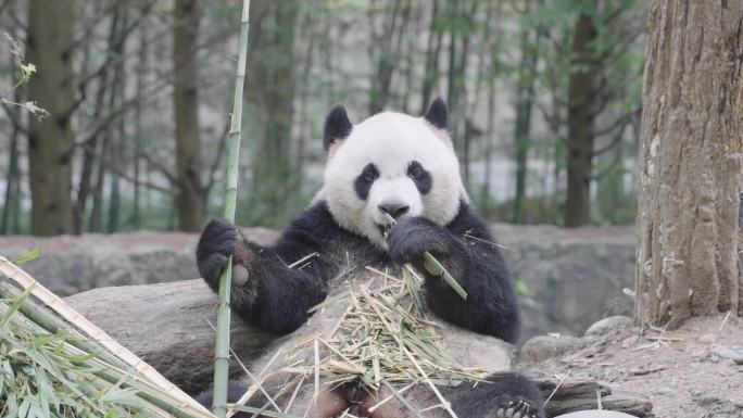 成都熊猫乐园大熊猫