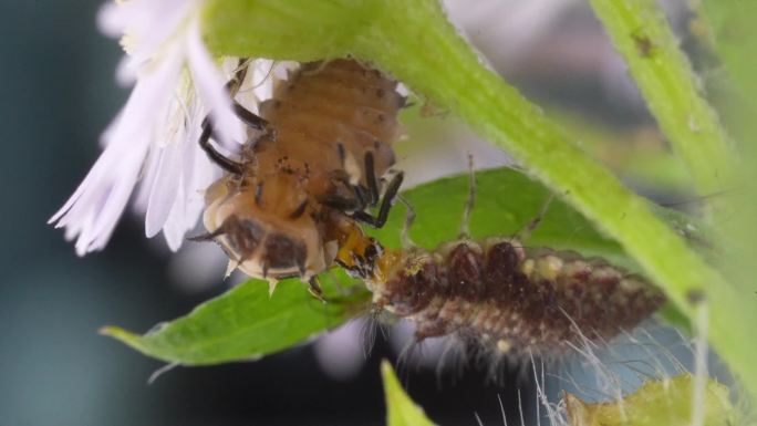 昆虫园：饕餮盛宴-蚜狮猎杀瓢虫幼虫