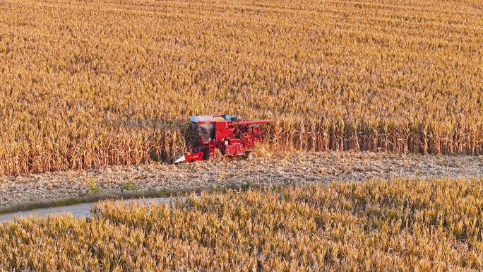 玉米丰收收割机秋天麦田金色机器农业
