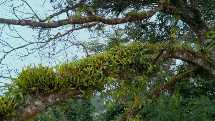 茶山古树寄生植物石斛