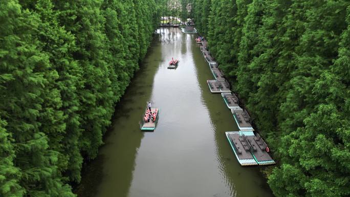 航拍江苏金湖水杉林风光