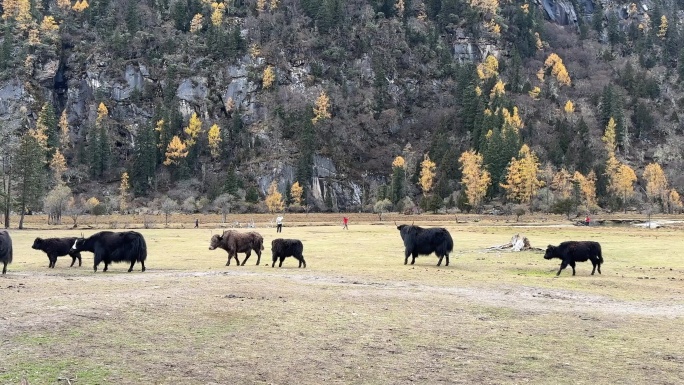 秋天雪域高原草坪上一群悠闲自在的牦牛