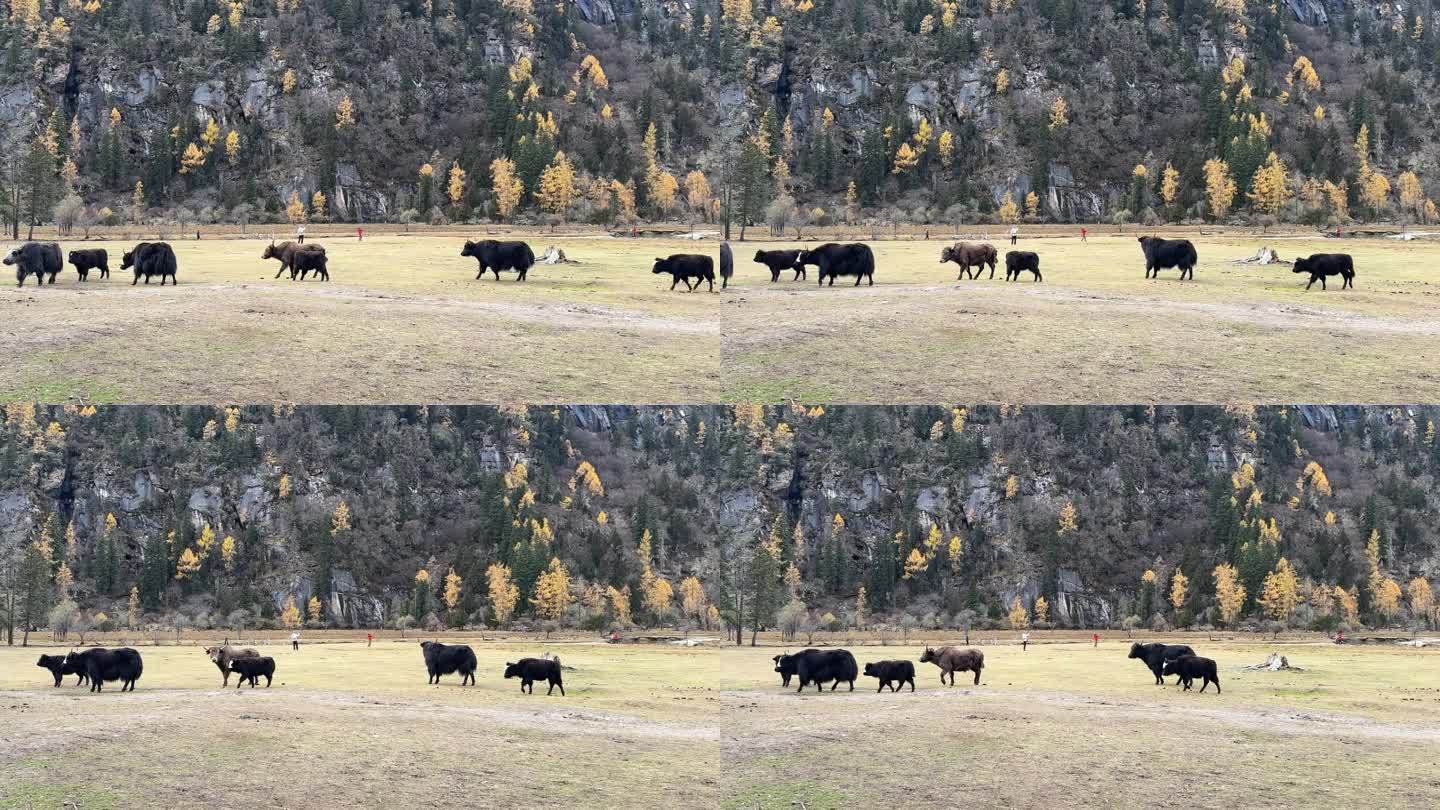 秋天雪域高原草坪上一群悠闲自在的牦牛