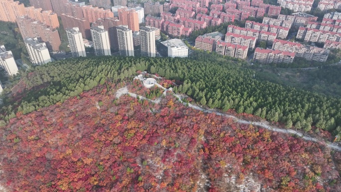 济南蝎子山红叶