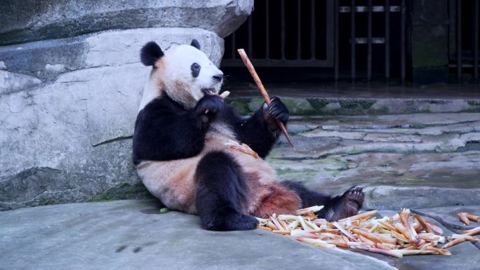 大熊猫吃竹笋好奇
