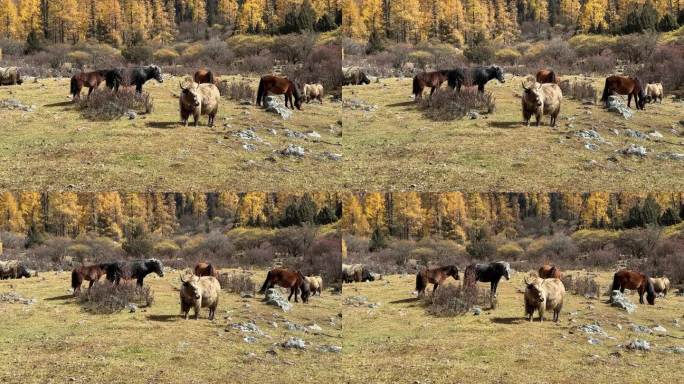秋天高原草坪上马儿和牦牛悠闲自在的散落着