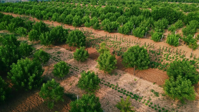 文玩核桃种植航拍