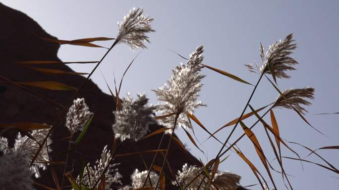 新疆秋天 白杨树 芦苇 金黄