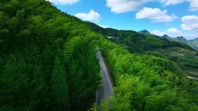 汽车在竹林公路上行驶航拍